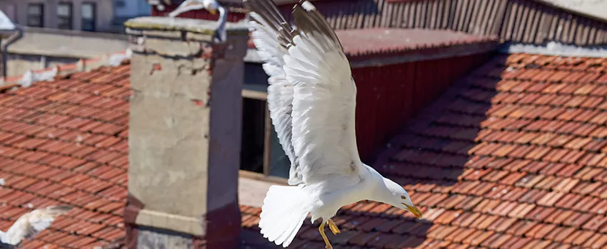 Residential Chimney Animal Removal Solution in Hollywood, FL